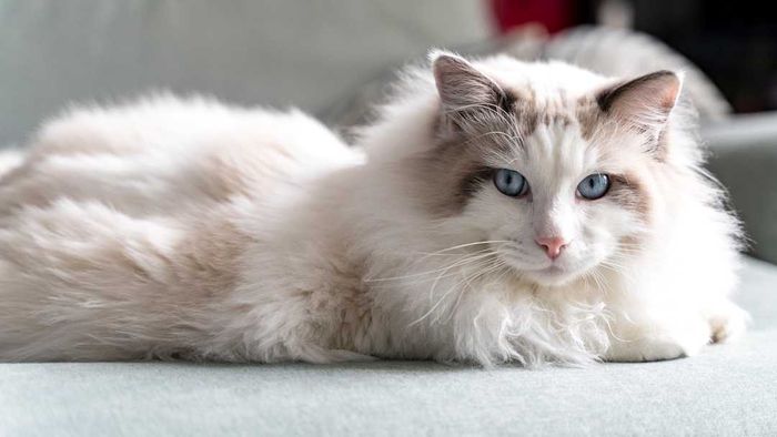 Ragdoll cat