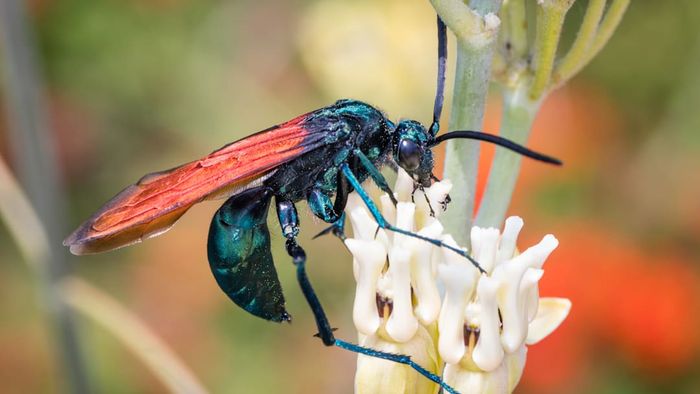 A male tarantula hawk wasp ('Pepsis formosa')