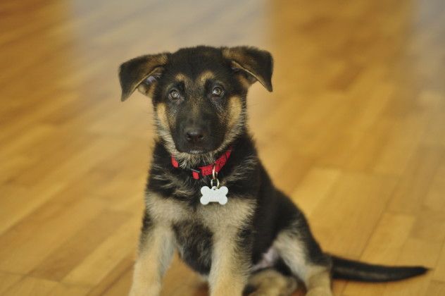 German shepherd puppy