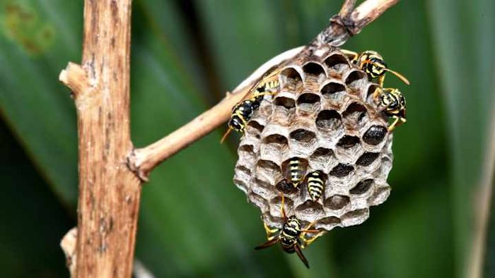 A paper wasp nest showcases remarkable geometric elegance.