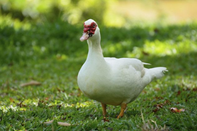 Duck