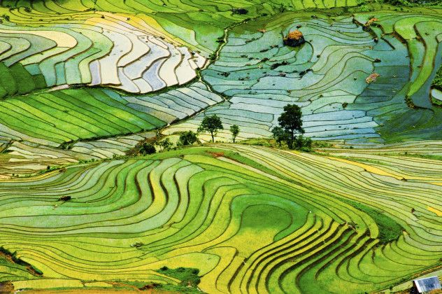 1. China’s Flora: A Key to Global Food Security