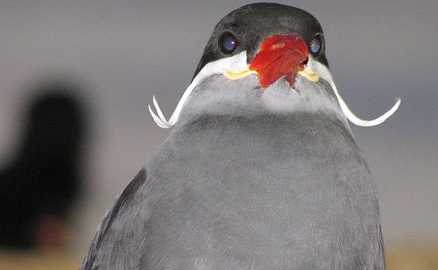 birdstache