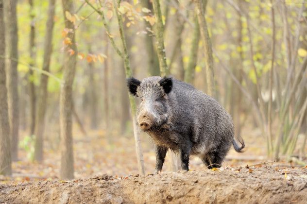 Wild pig