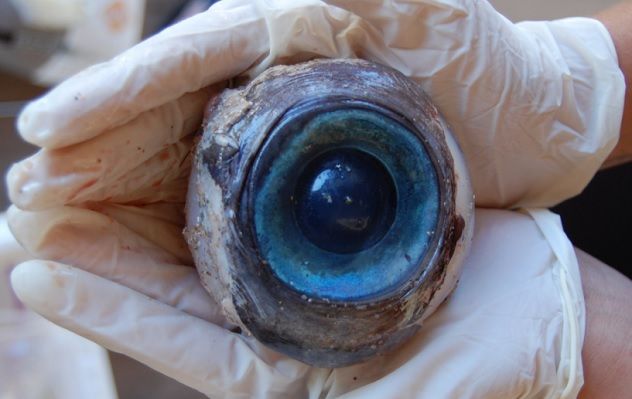swordfish-eye