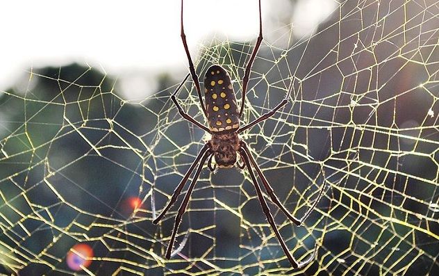 poo-spider