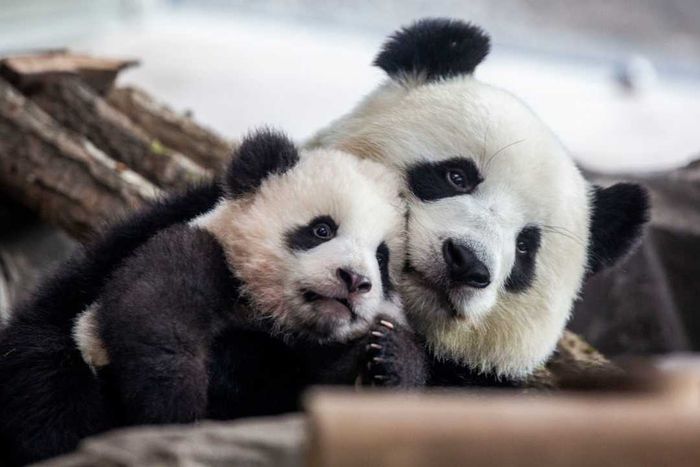 Berlin Zoo is preparing to introduce panda babies to the public.