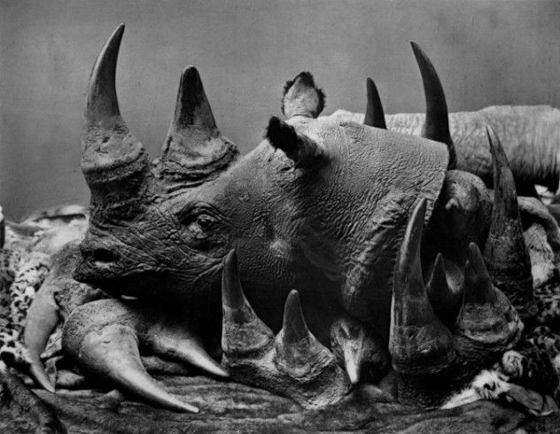 10 Rhino Poaching Facts You Need to Know