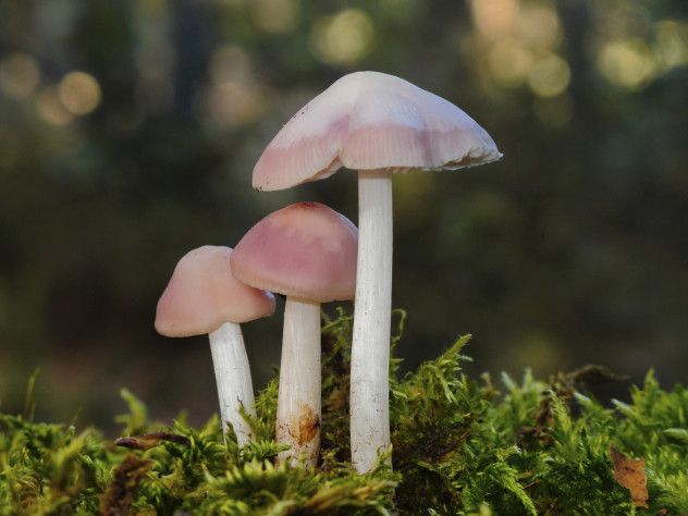 10 Fungi