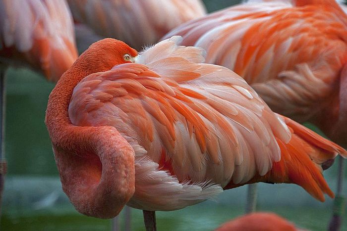 Flamingos