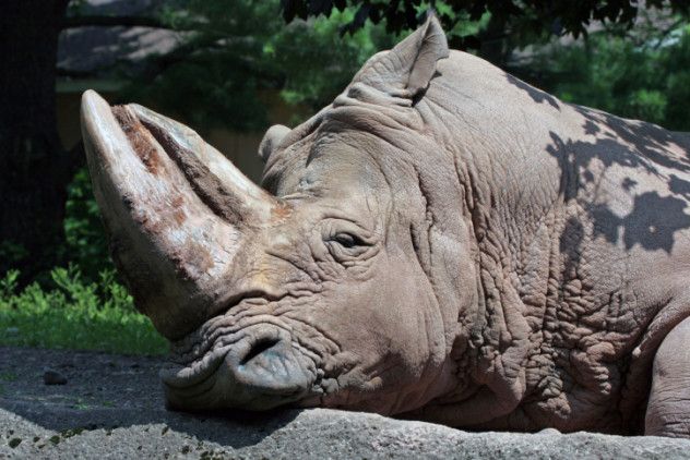 Lazy Rhino