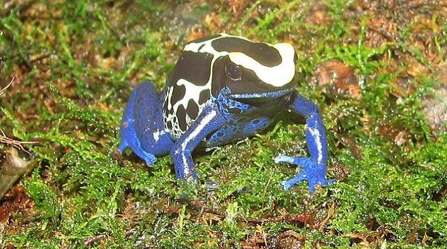 dart-frog