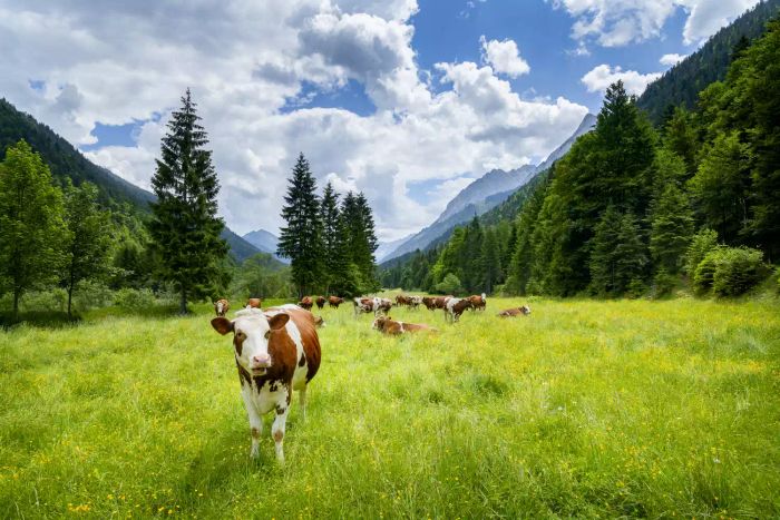 environmental-impact-of-protein-choices-GettyImages-1030576926