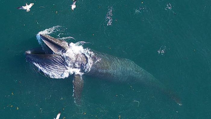 A humpback whale is feeding along California's coast.
