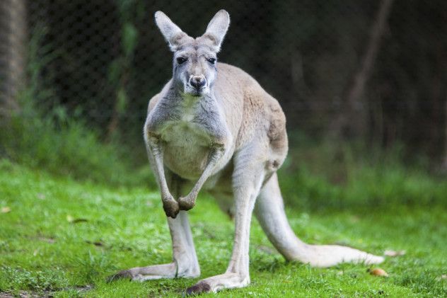 Roo