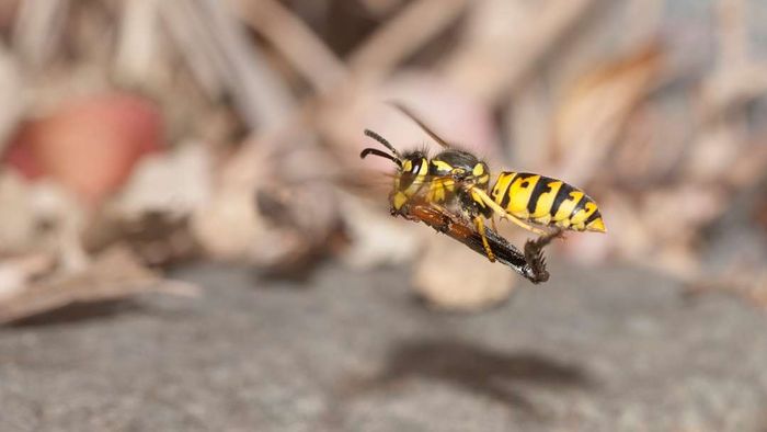 Eastern yellowjacket ('Vespula maculifrons') in flight, heading back to its nest with a cricket leg.
