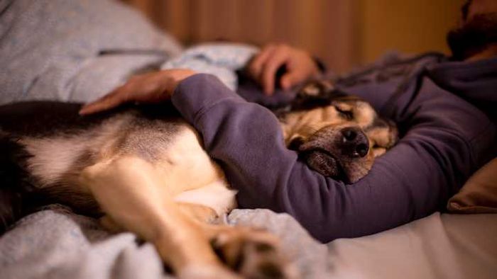 Dogs have an uncanny ability to know when something's not quite right.