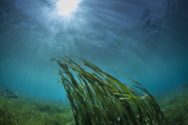 6 Seaweed