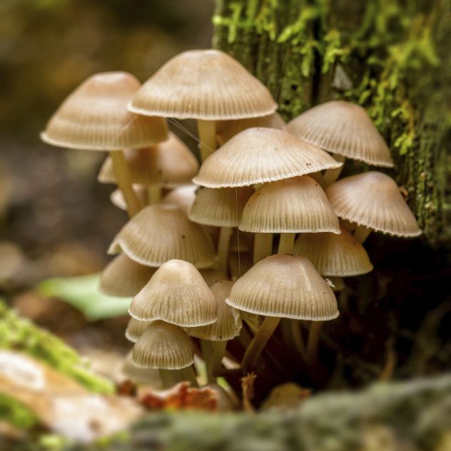 5 Fungi
