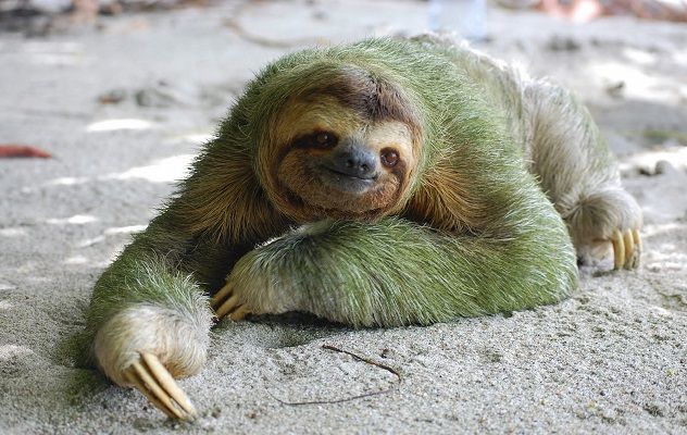 sloth