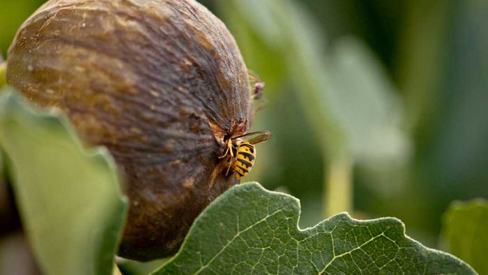 A wasp tunnels into a fig.