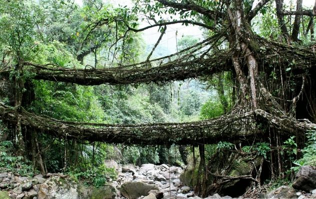 1_RootBridges