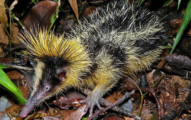 tenrec
