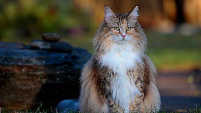A Norwegian Forest cat showcasing her almost flawless facial features.