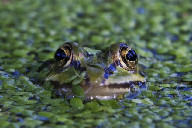 Frog