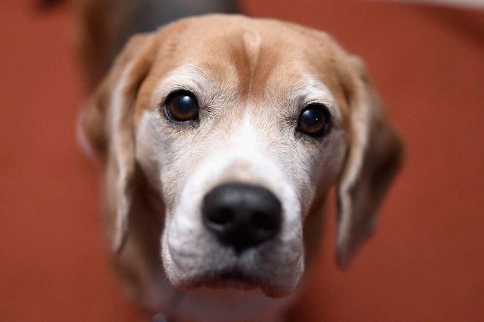 Beagle