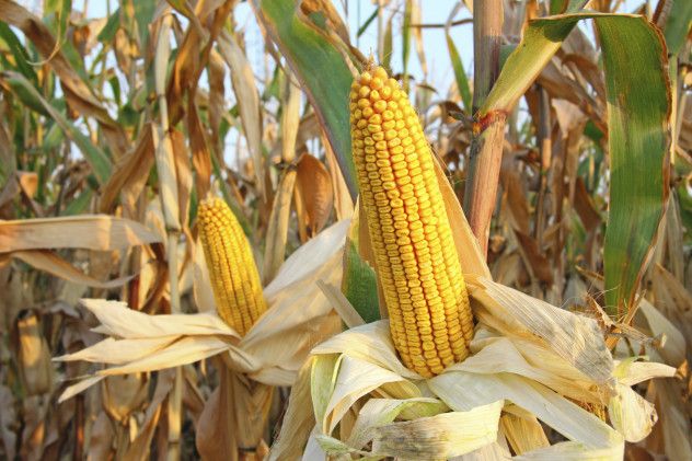 9 Corn