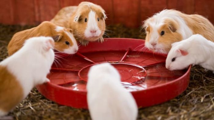Guinea pigs are social animals.