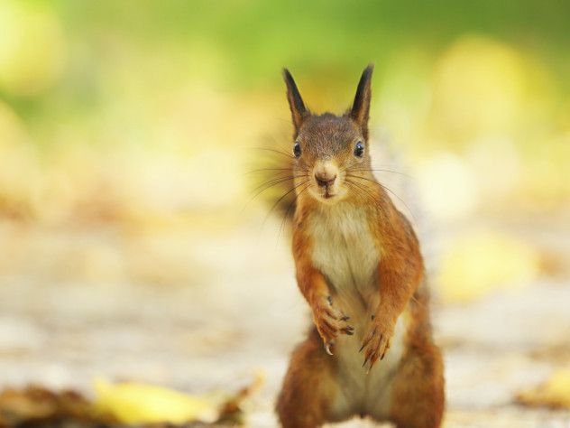 Squirrel