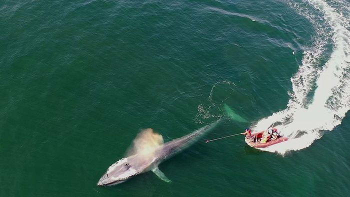 Researchers in an orange boat track a blue whale to attach a suction-cup tag.