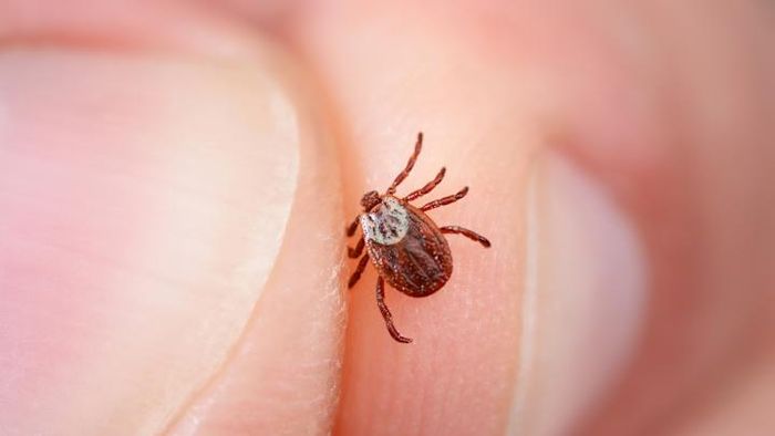 Ticks don't hesitate to pass along the bacteria responsible for Lyme disease.