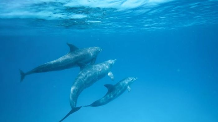 Don't mess with dolphins.