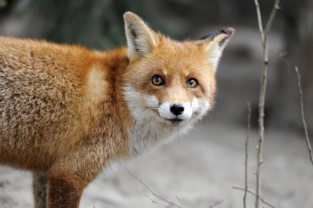 Fox