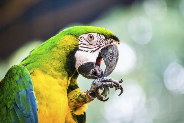 Parrot