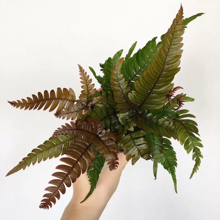 red and green tricolor fern held up by arm with light skin tone in front of white background