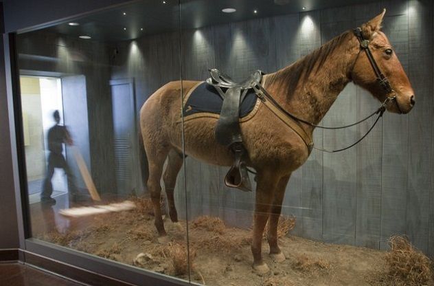 Comanche