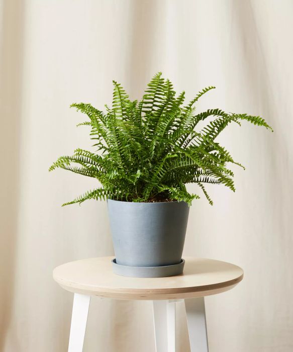 Kimberly Queen Fern