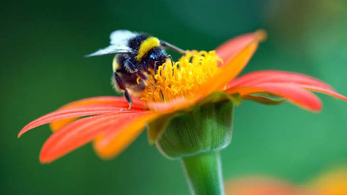 A fish in its native environment.