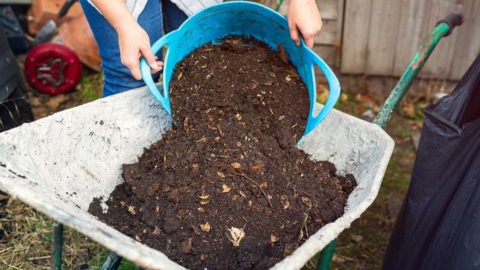 A close-up view of dark, rich brown finished compost being transferred from a bucket into a wheelbarrow.