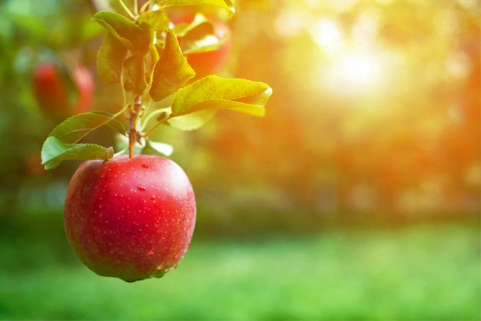 Rave apple