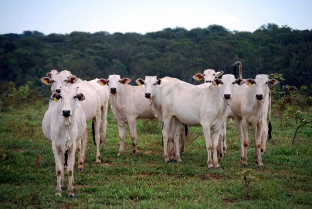 Cattle ranch