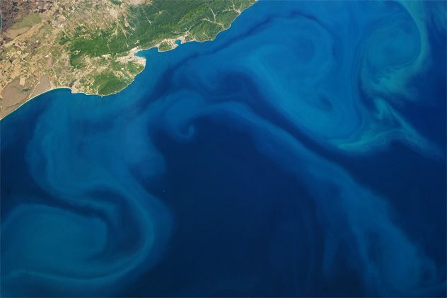 5- Algae