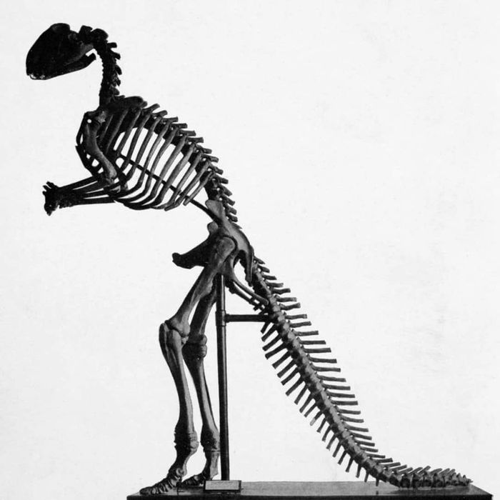 Mounted skeleton of a hadrosaurus