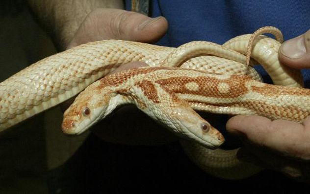 4- snake