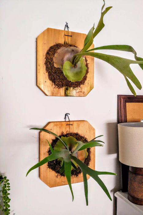 Staghorn Fern