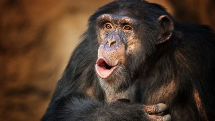 Chimps: They're remarkably similar to us